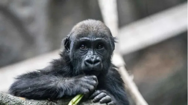 Young gorilla Eyare dies in Calgary zoo after tragic accident